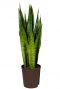 Sansevieria zeylanica hydrocultuur