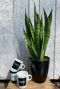 Sansevieria zeylanica kamerplant 3