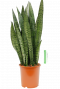 Sansevieria Zeylanica 21cm 