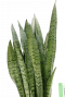 Sansevieria Zeylanica