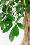 Schefflera Gold Capella