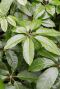 Schefflera amate blad 5