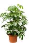 Schefflera amate kamerplant 1