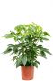 Schefflera amate kamerplant 7