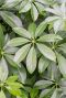 Schefflera arboricola blad 2