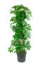Schefflera arboricola compacta 1
