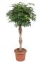 Schefflera arboricola gevlochten stam
