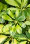 Schefflera gold capella