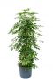 Schefflera arboricola kamerplant