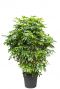 Schefflera arboricola plant 1