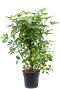 Schefflera arboricola plant 1 2