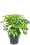 Schefflera arboricola vingersboom 1