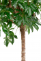 Leuke SCHEFFLERA COMPACTA kopen 32cm