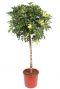 Schefflera gold capella boom 1