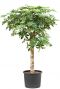 Schefflera gold capella hydroplanten