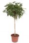 Schefflera gold capella kamerplant 5