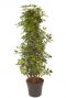 Schefflera gold capella plant 1