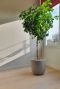 Schefflera gold capella plant 4