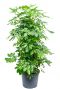 Schefflera gold capella struik