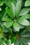 Schefflera handvormig groen blad 1