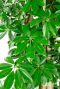 Schefflera kamerplant blad