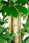 Schefflera vingersboom plant 1