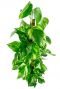 Scindapsus aureum plant mosstok