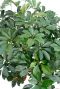 Bladeren ven de Schefflera kamerplant
