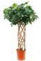 Mooie grote Schefflera met gevlochten kokerstam