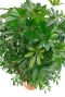Schefflera kamerplant met groen blad