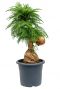 Sierlijke araucaria cunninghamii kopen