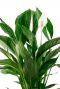 Spathiphyllium Lepelplant met frisgroene bladeren