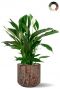 Spathiphyllum in bloempot 1