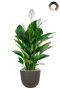 Spathiphyllum in pot