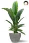 Spathiphyllum in pot 2