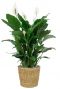 Spathiphyllum in zeegras mand