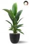 Spathiphyllum in zwarte bloempot