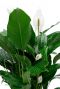 Spathiphyllum kamerplant witte bloem 1
