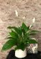 Spathiphyllum lepelplant kamerplant