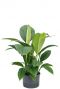 Spathiphyllum sensation hydro
