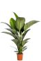 Spathiphyllum sensation plant 1