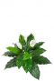 Spathiphyllum zijdeplant