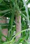 Dracaena Anita