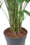 Volle kamerplant Caryota mitis