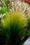 Stipa tenuissima ponytails p9