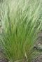 Stipa tenuissima ponytails tuinplant
