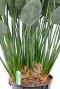 Strelitzia reginae