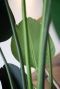 Strelitzia blad zijdeplant