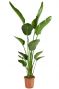 Strelitzia groene kamerplant 1