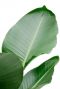 Strelitzia super groot groen blad